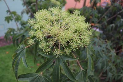 Kalopanax pictus 'Maximowiczii' dlanitec pestrý - květenství